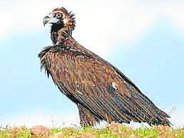 Imagen secundaria 1 - El entorno del arroyo de Meaques (imagen principal), es un paisaje donde han proliferado un centenar de especies de aves y mamíferos, algunas tan especiales como el buitre negro o la jineta