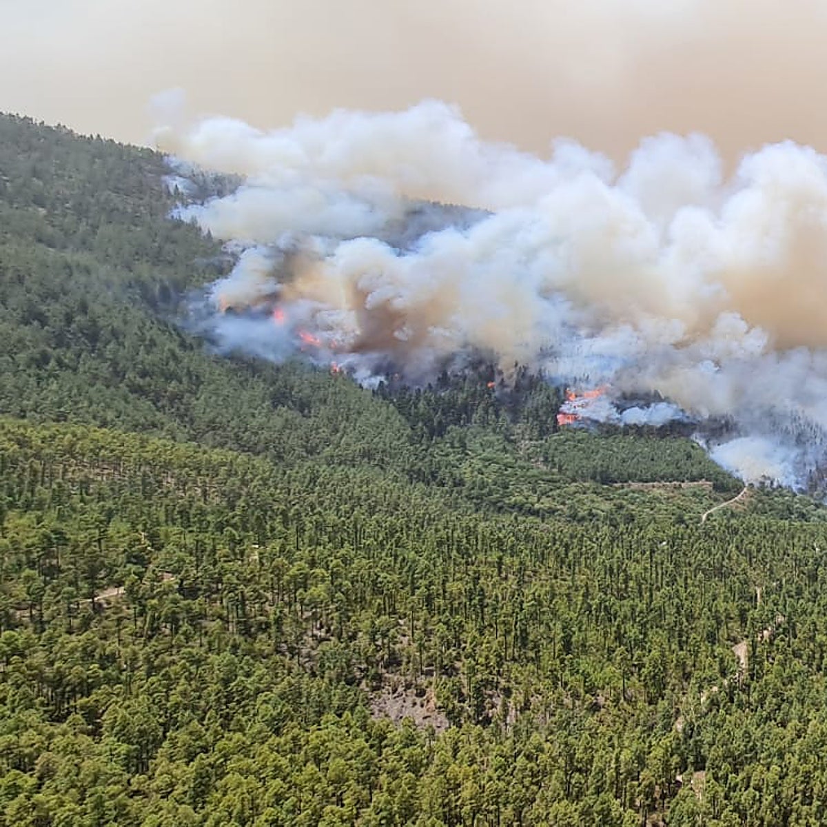 En el incendio de Los Realejos se busca «consolidar la esperanza»