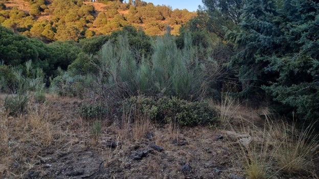 Imagen antes - Algunos vecinos, herramienta en mano, han optado por desbrozar partes limítrofes de sus parcelas para dejar zonas que hagan la labor de cortafuegos ante un posible incendio