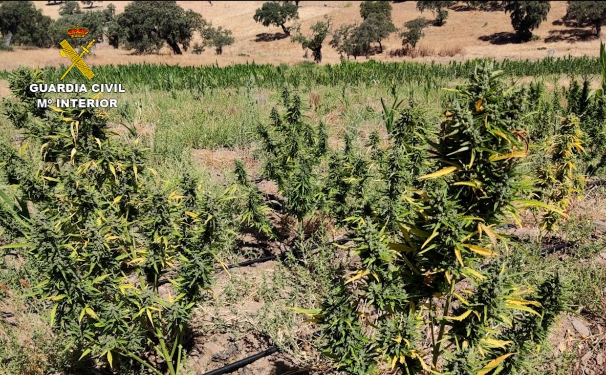 Plantación de marihuana en el término municipal de El Viso