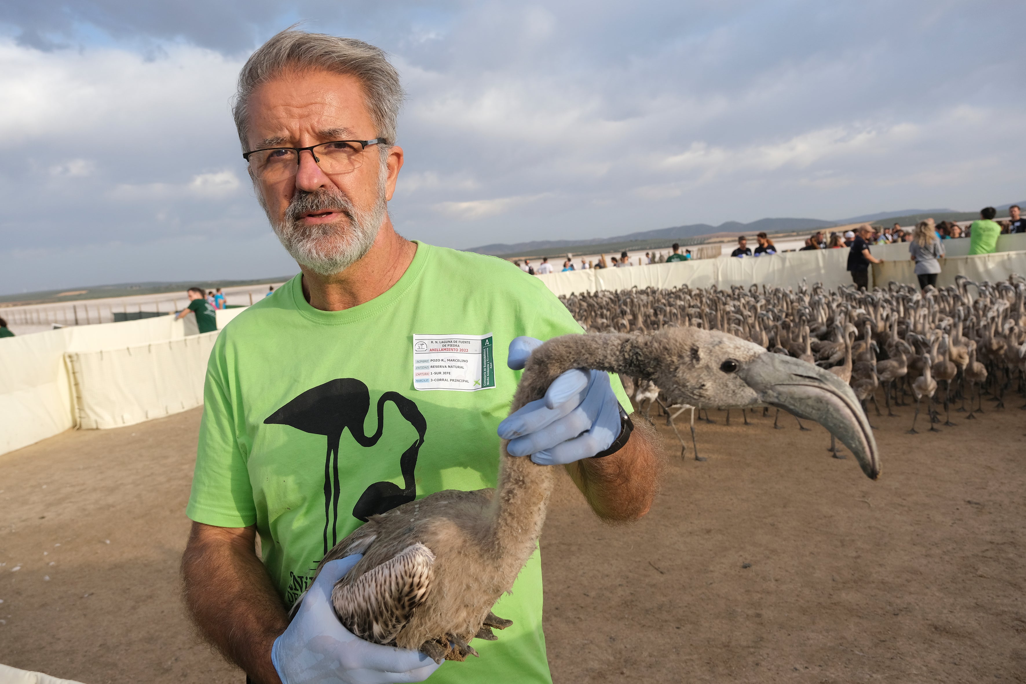 En imágenes, el anillamiento de flamencos en la Laguna de Fuente de Piedra de Málaga