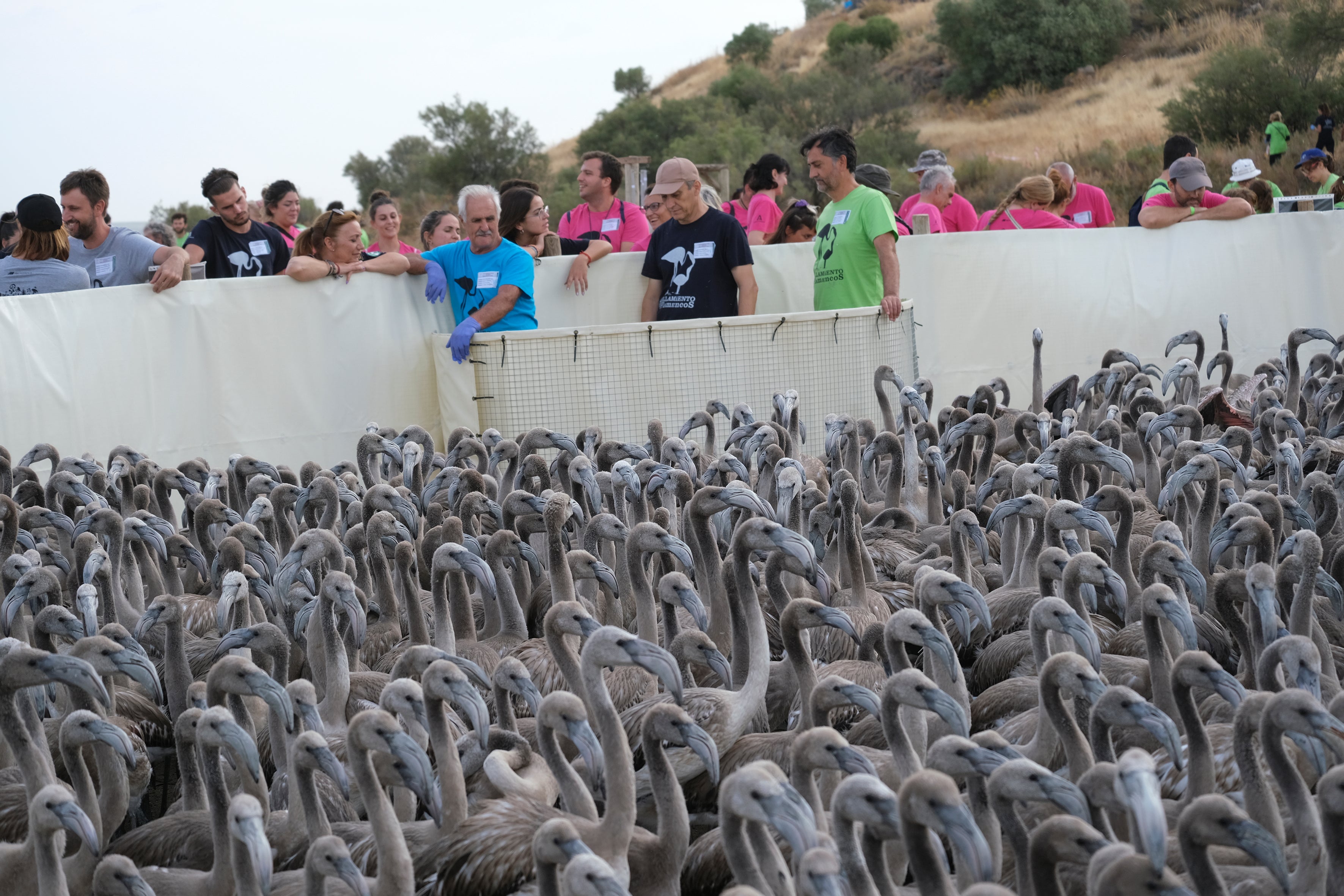 En imágenes, el anillamiento de flamencos en la Laguna de Fuente de Piedra de Málaga