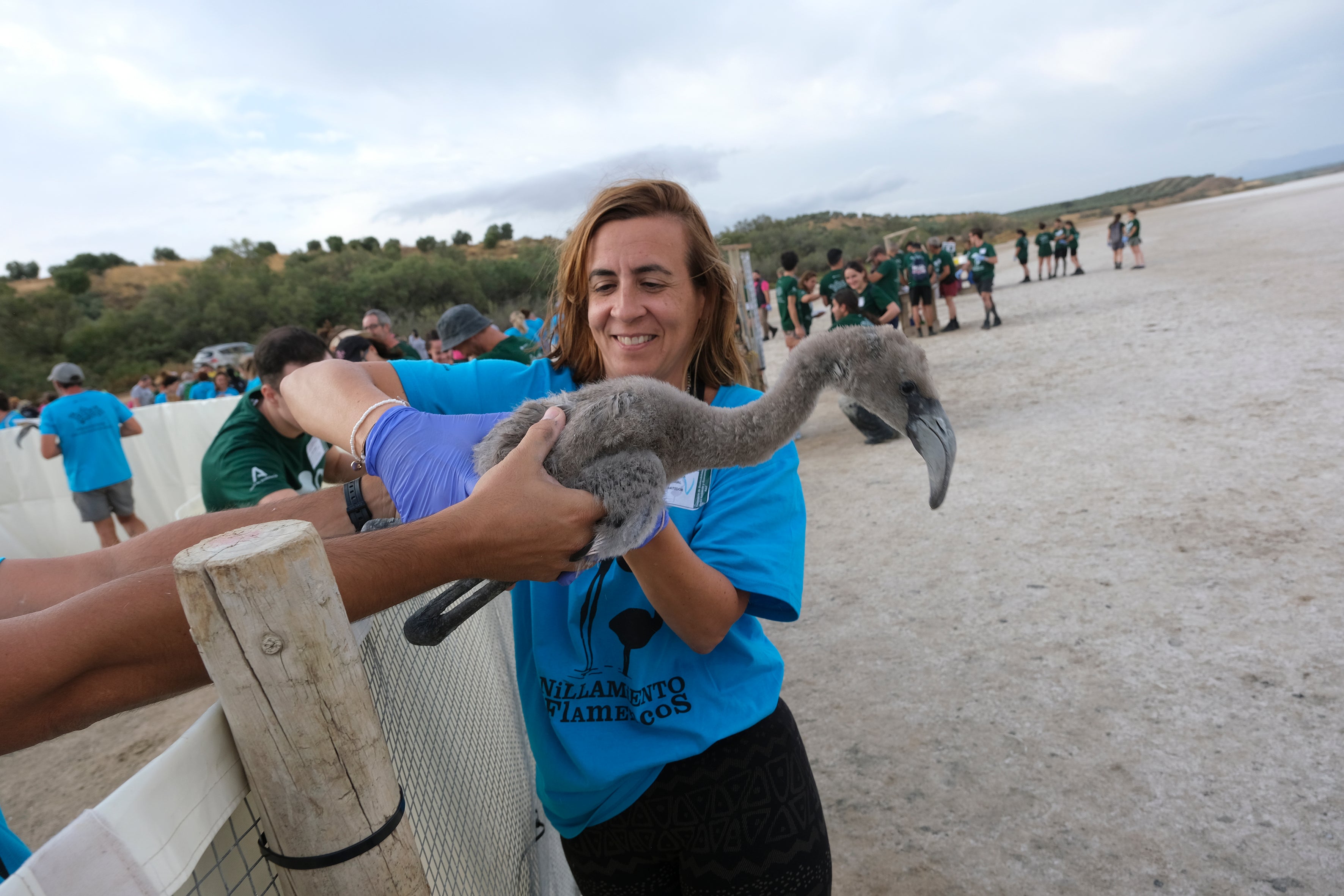 En imágenes, el anillamiento de flamencos en la Laguna de Fuente de Piedra de Málaga