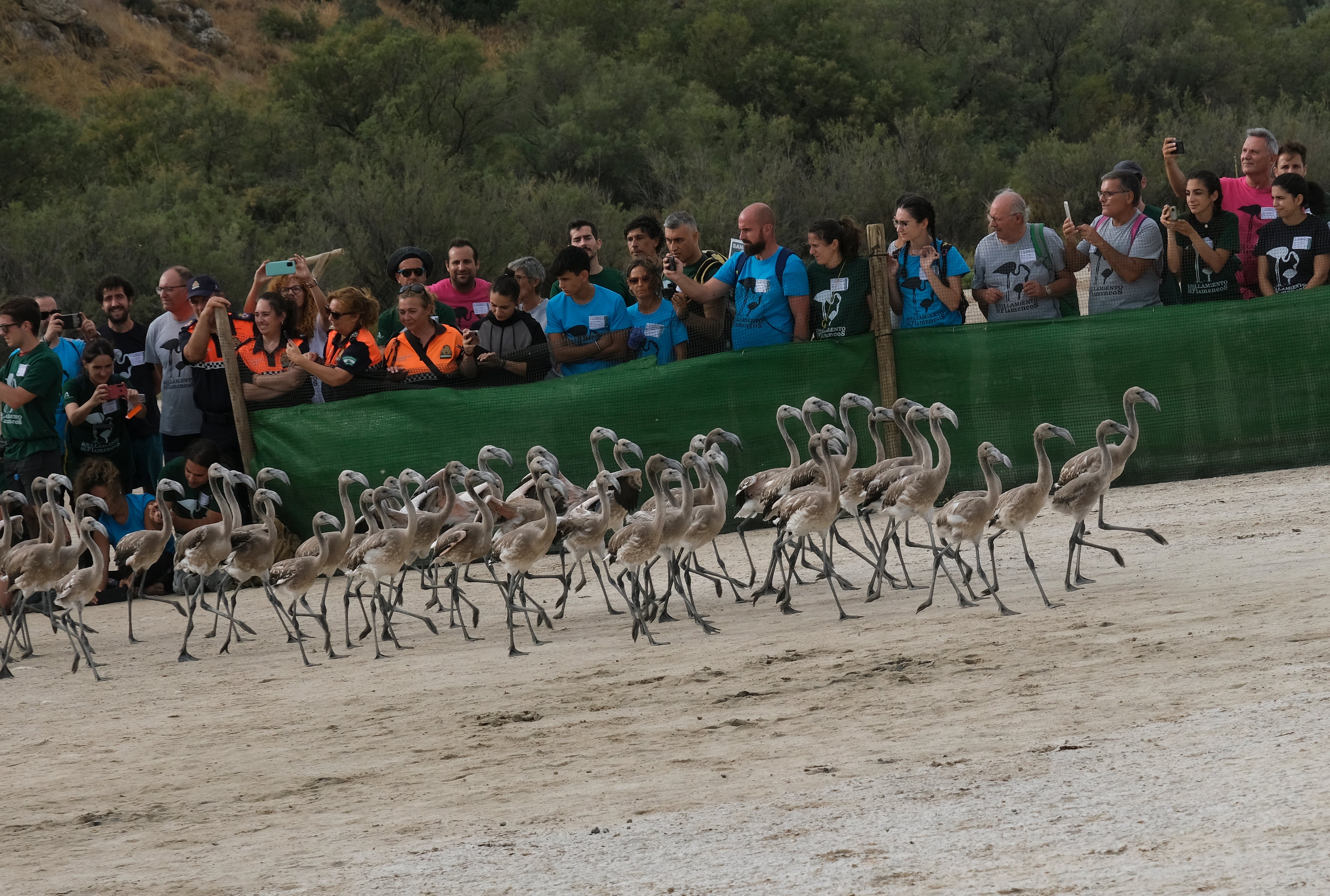 En imágenes, el anillamiento de flamencos en la Laguna de Fuente de Piedra de Málaga