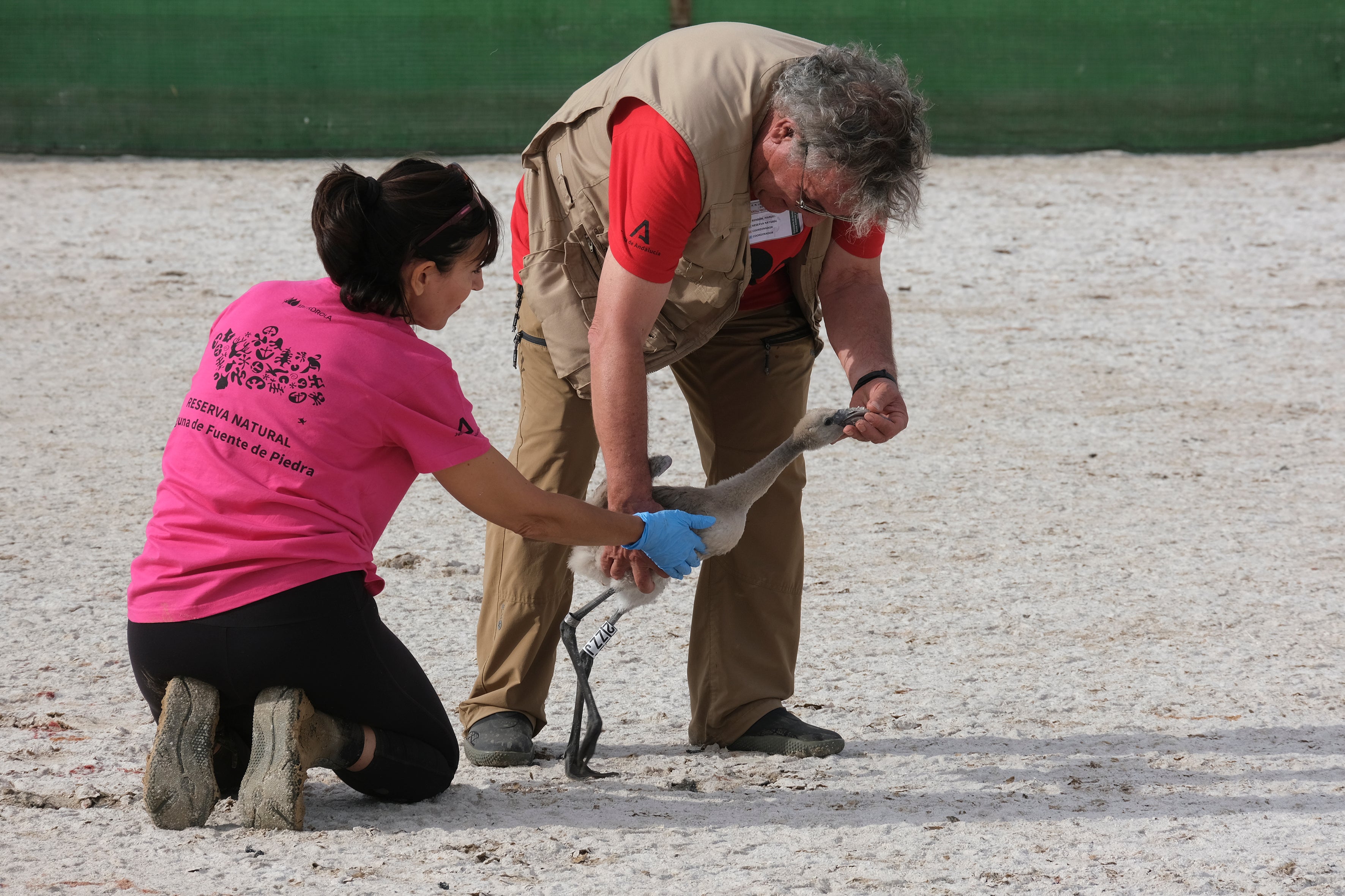 En imágenes, el anillamiento de flamencos en la Laguna de Fuente de Piedra de Málaga