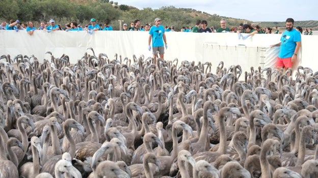 Los pollos reunidos en el corral