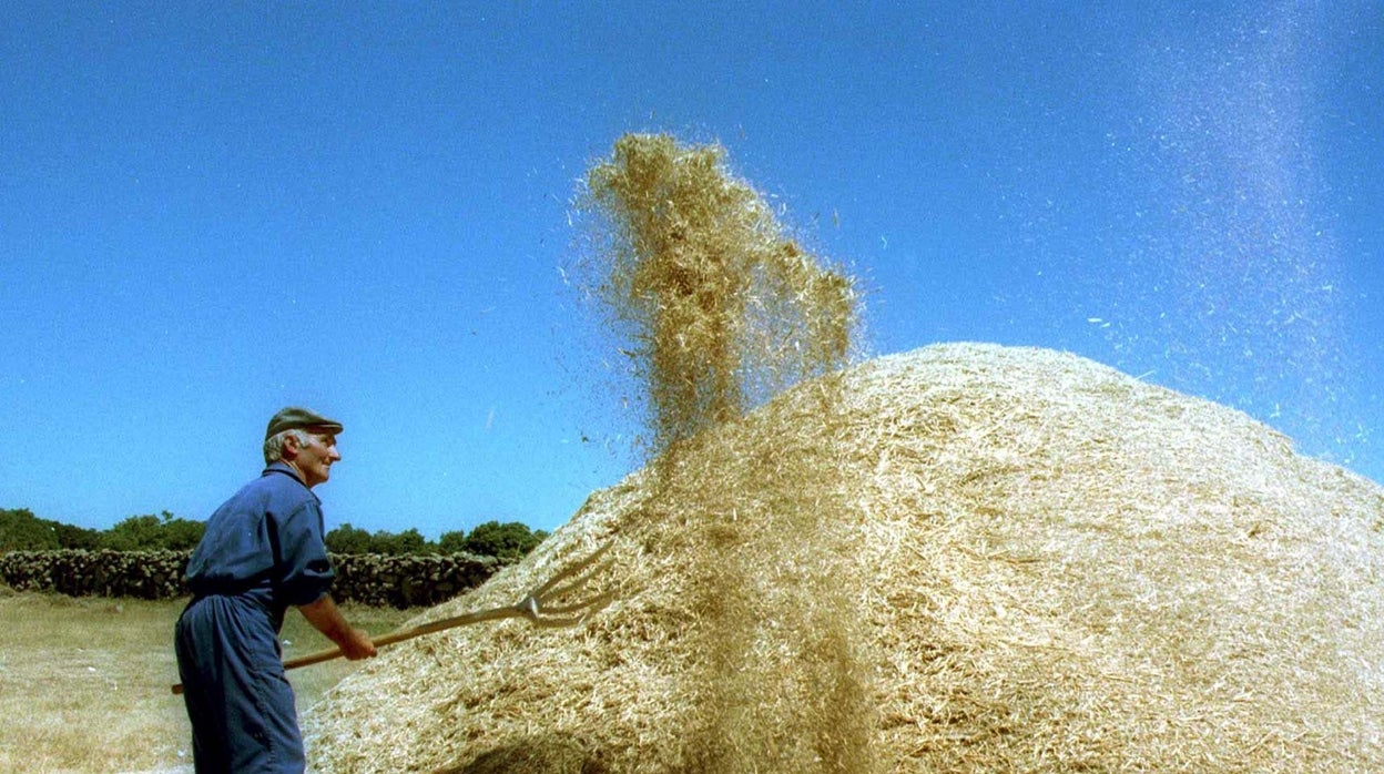 Cereal como moneda de cambio