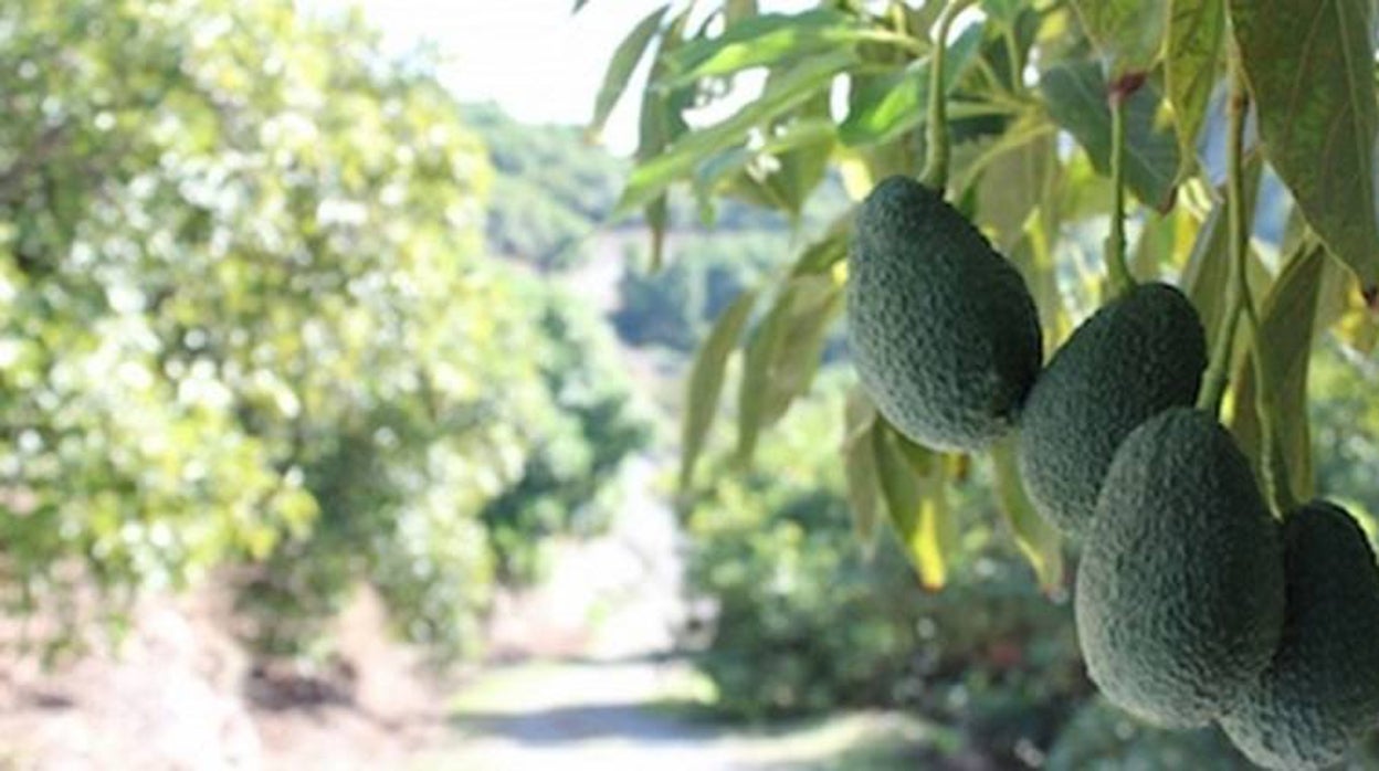 Los regantes de La Axarquía de Málaga: «Se están arrancando los aguacates porque no hay agua para regarlos»