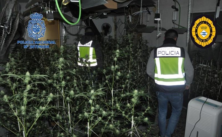 El fraude eléctrico en Cataluña en plantaciones de marihuana se duplica en cuatro años