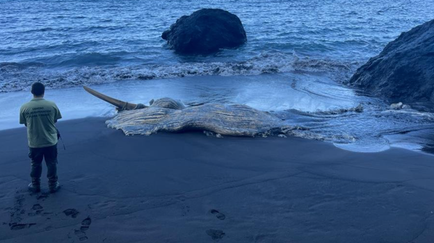 Cetáceo varado en la playa