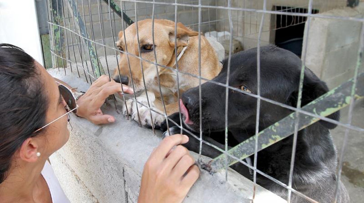 Las adopciones de animales caen un 30 por ciento y aumentan los abandonos este verano