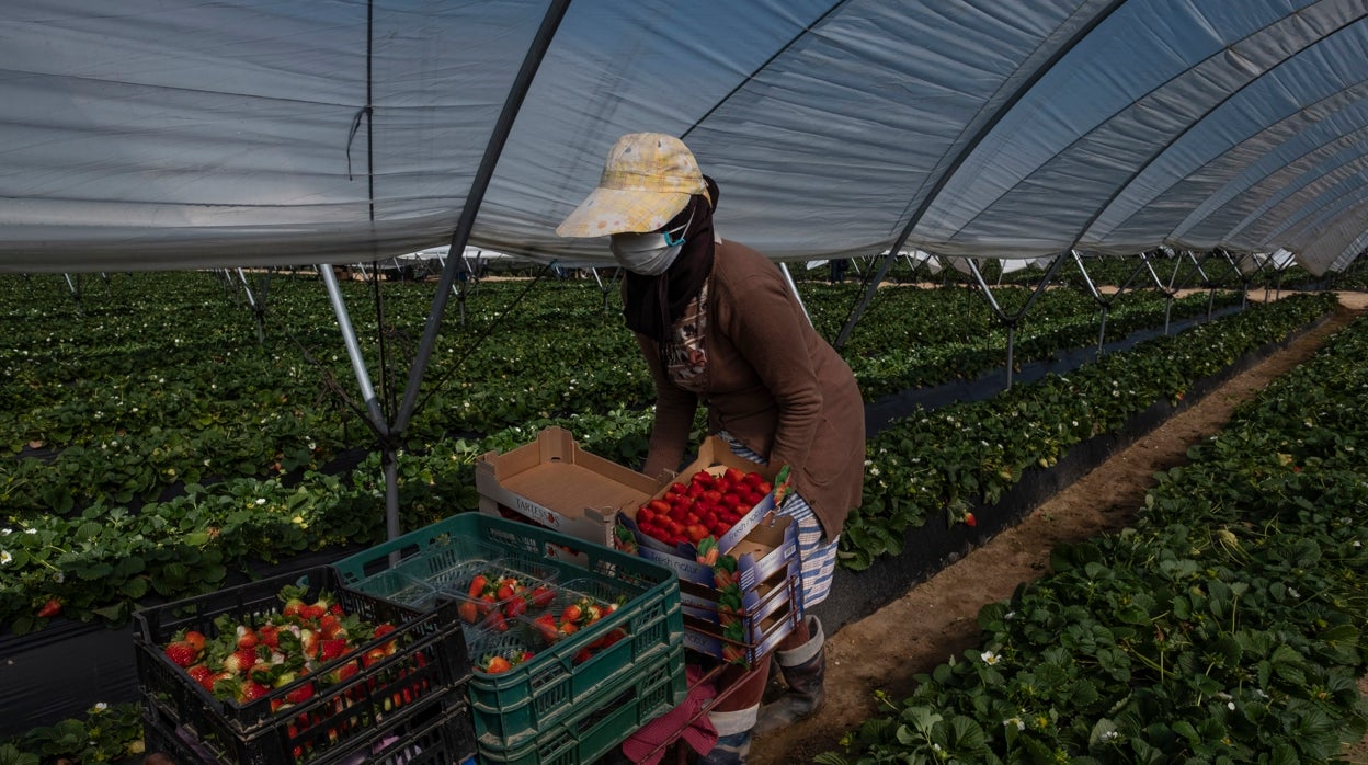 Absuelto un fresero de Huelva acusado de abusos sexuales por cuatro temporeras marroquíes