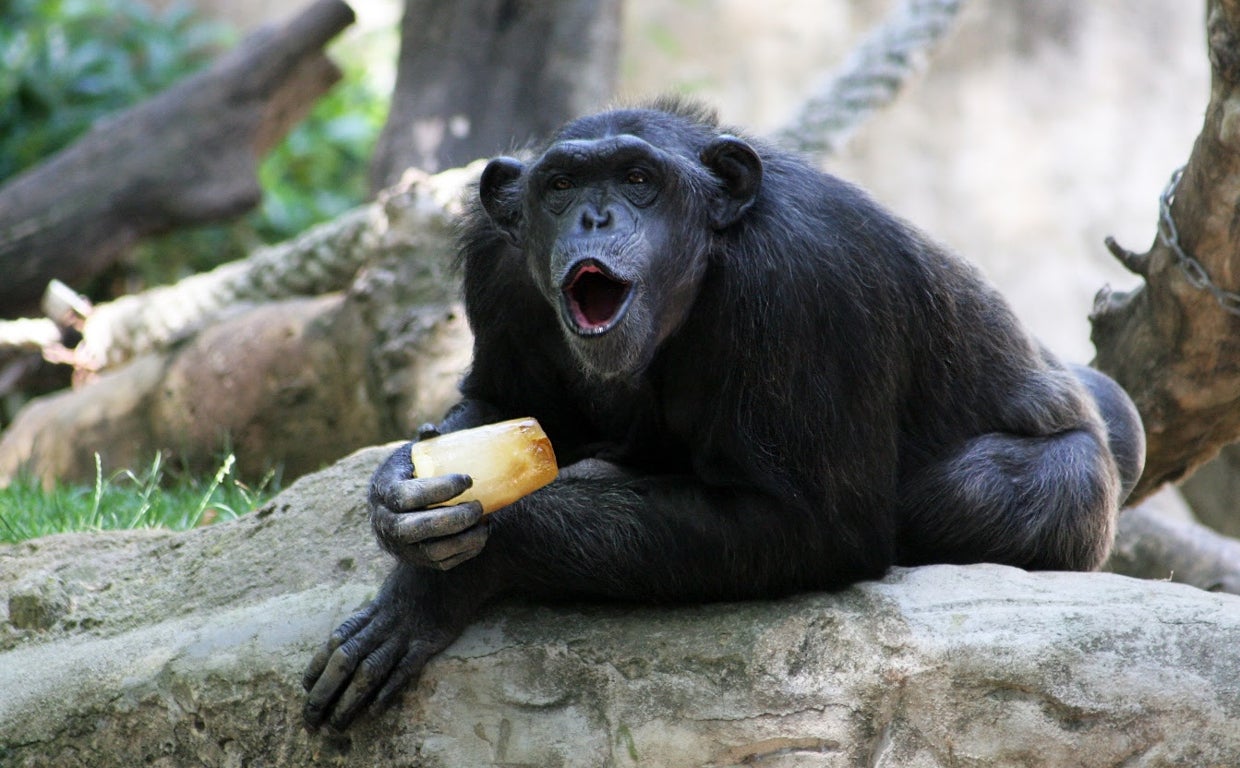 Un mono disfruta de un helado en el Zoo de Barcelona