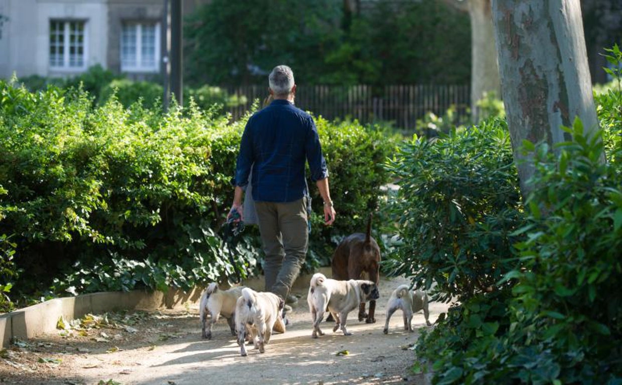 Un hombre, paseando a varios perros por un parque barcelonés