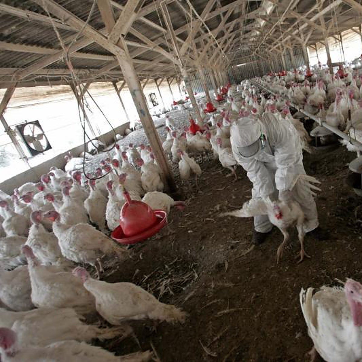 Confirmado un foco de gripe aviar en una explotación de pavos de engorde en Huelva