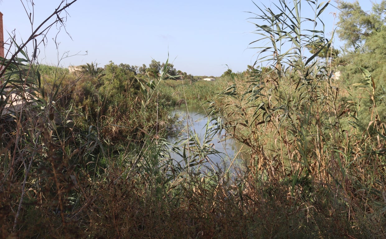 Foto facilitada por Asaja en la que ve la vegetación taponando la salida natural del agua en el tramo viejo del Segura