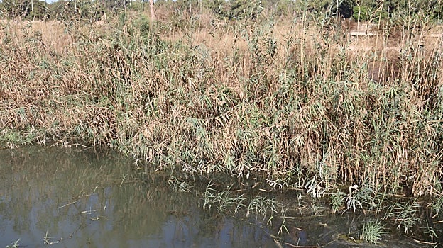Los agricultores alertan de la falta de limpieza y los riesgos de inundación