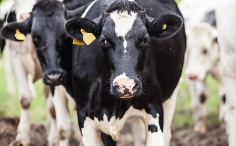 Los ganaderos de la Sierra Norte se ven obligados a usar mangueras para dar de beber a las vacas