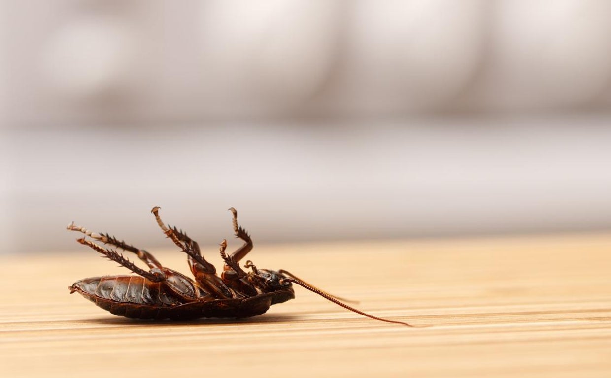 Fotografía de archivo de una cucaracha