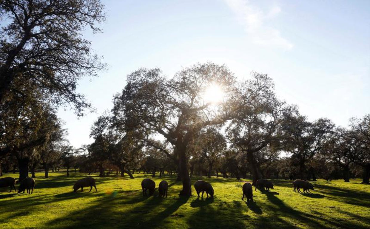 Imagen de archivo de una expliotación de ganado porcino en Los Pedroches