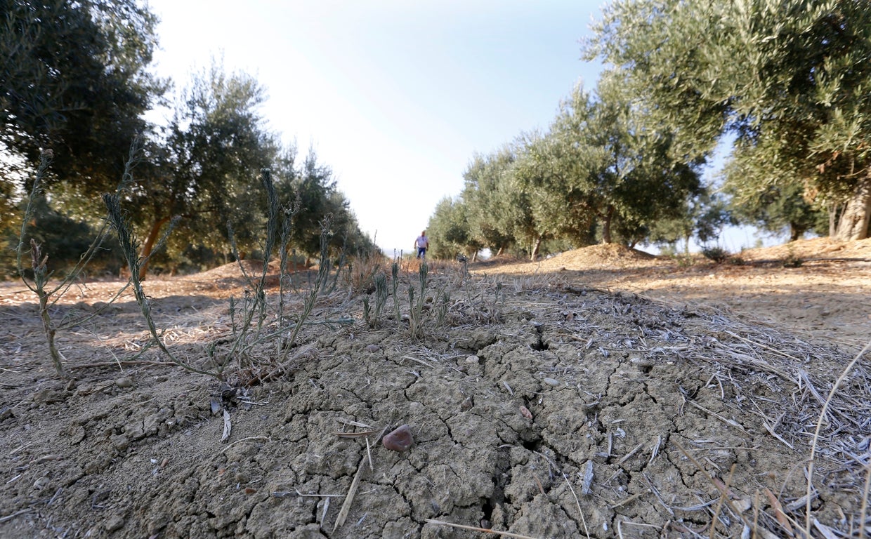 El campo ya ha dado los primeros gritos de auxilio con muchos cultivos en barbecho por falta de agua