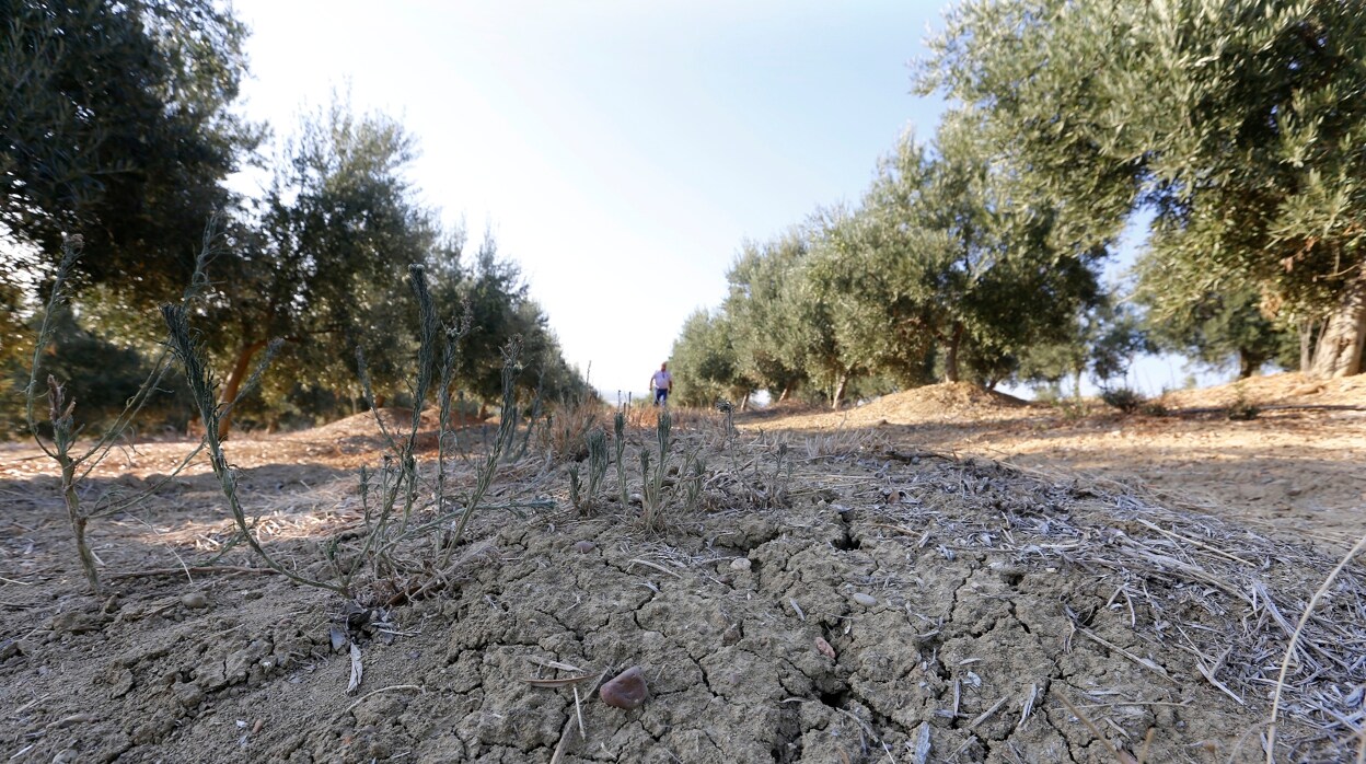 El fantasma del grifo sin agua reaparece por la sequía en Andalucía