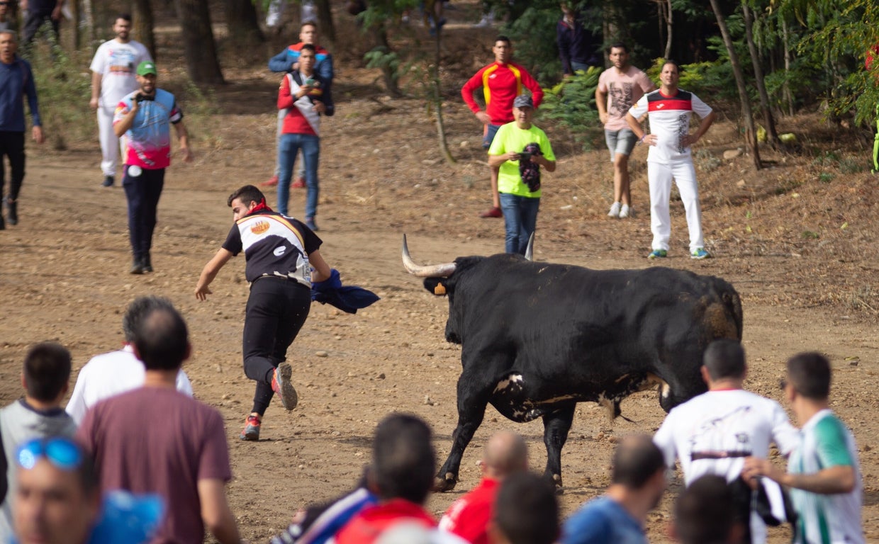 La localidad de Tordesillas acoge la celebración del tradicional Toro de la Vega en su edición de 2019