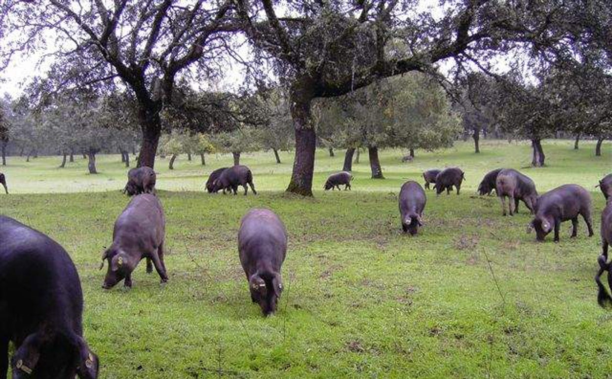 Cerdos en una explotación de Los Pedroches