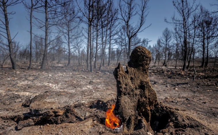 El incendio forestal de Bejís está estabilizado tras arrasar 19.000 hectáreas en una semana