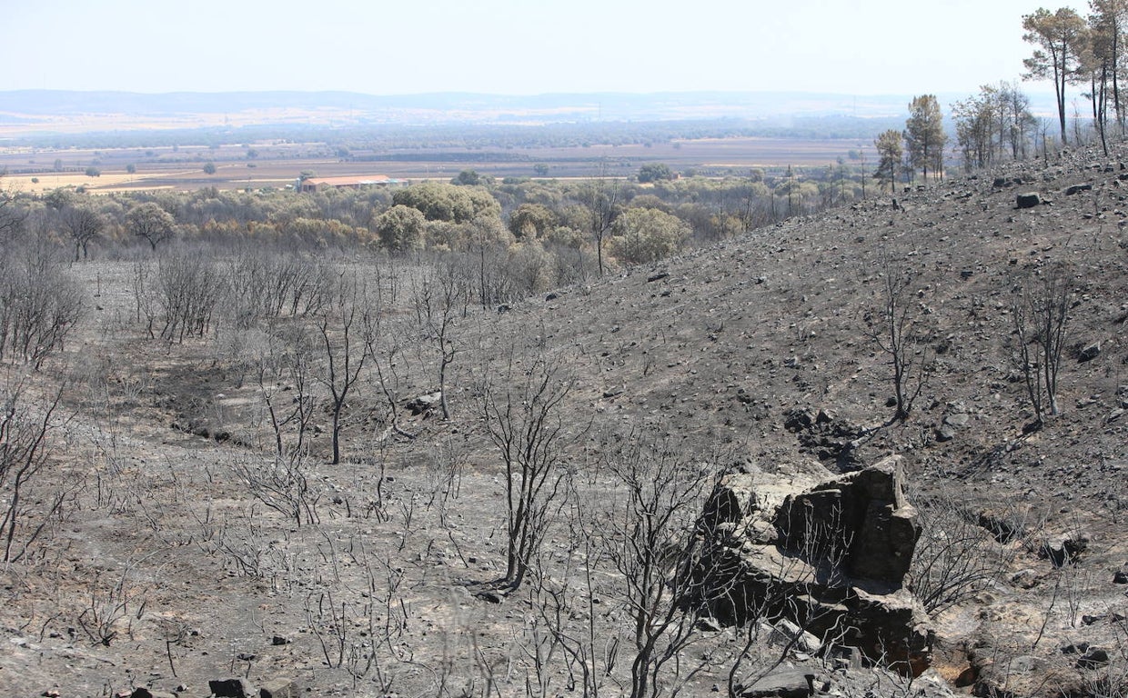 Incendio en la comarca de Tábara, en Zamora