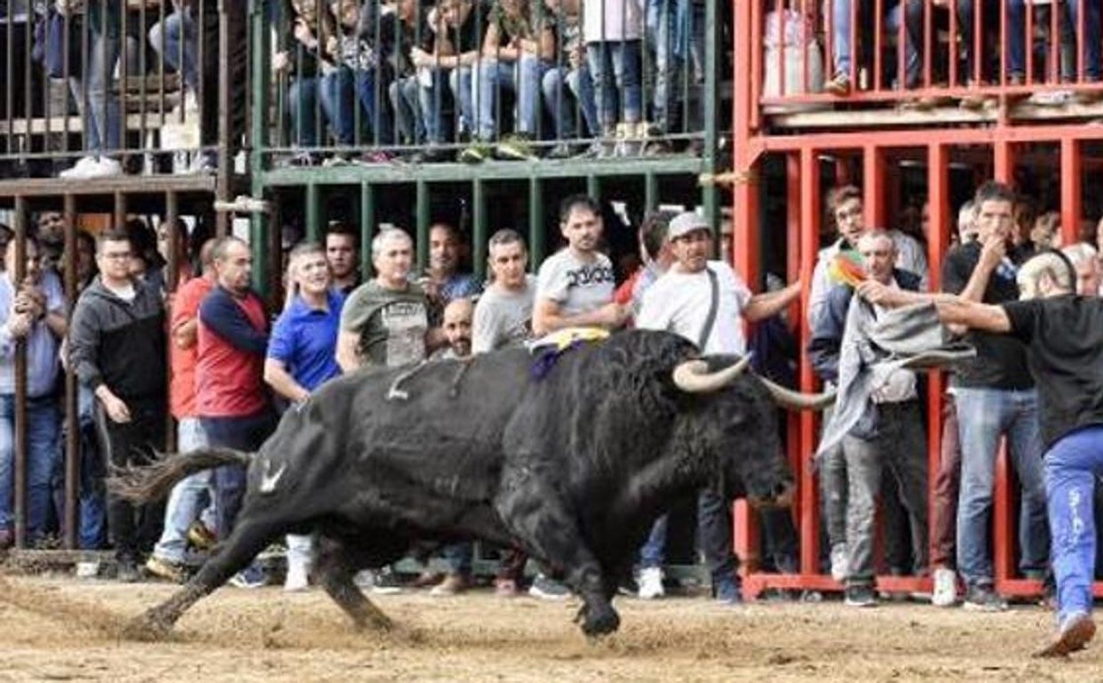 Fiesta de los «bous al carrer» en Onda