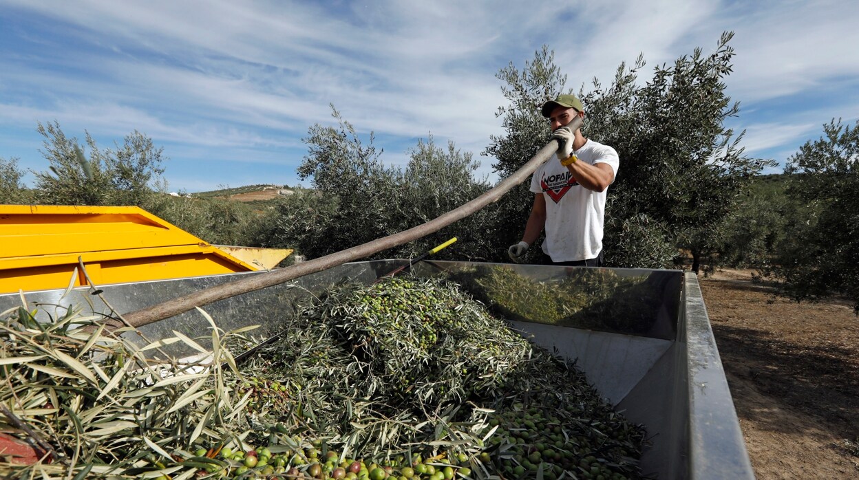 Asaja advierte de que la sequía le costará 500 millones al olivar en Córdoba