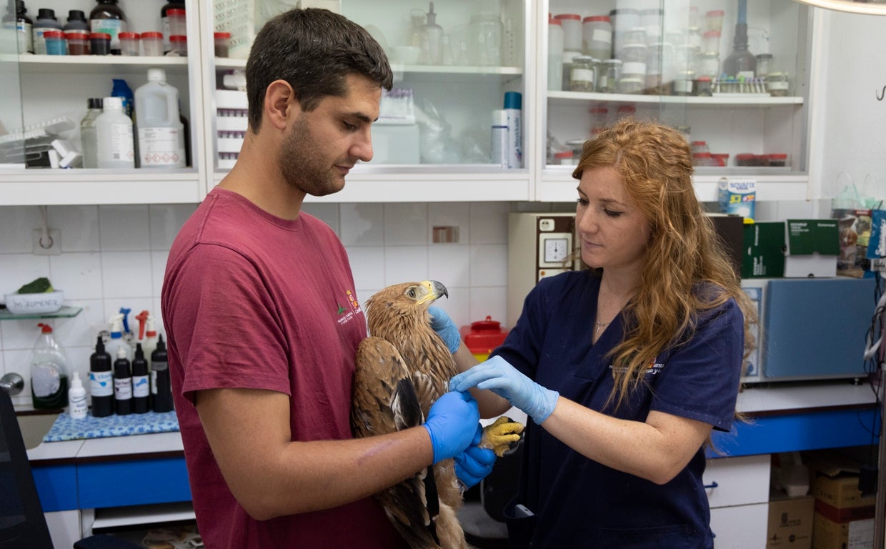 Rubén y María revisan el estado de un águila imperial de un año