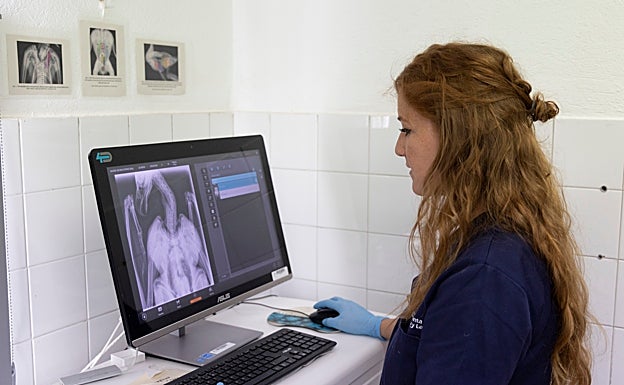 La veterinaria María Villa revisa una radiografía para detectar posibles lesiones en el ejemplar