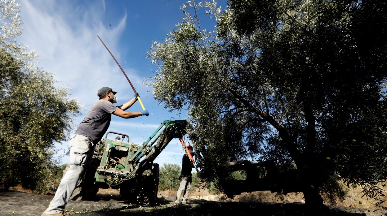 Los contratos en la agricultura caen un 18 por ciento en el primer semestre en Córdoba