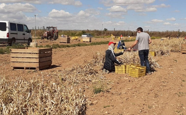 Desarticulan una red dedicada a explotación laboral de inmigrantes para campañas agrícolas