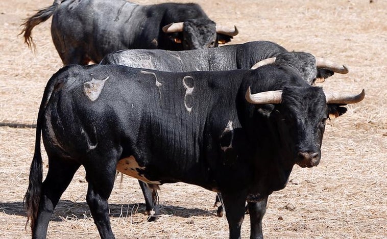 Cristian Escribano, Gómez del Pilar y Álvaro Lorenzo dirimirán fuerzas con toros de Santa Coloma