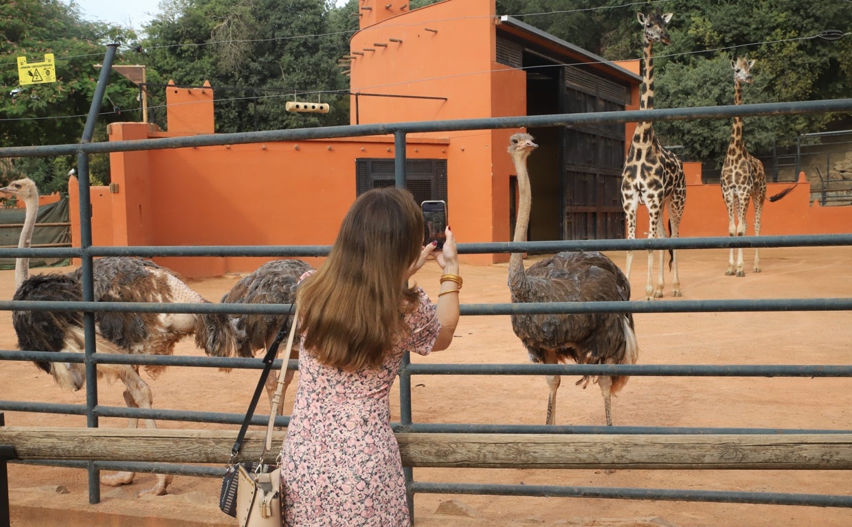 El Zoo de Córdoba reabre, tras tres meses de cierre, y mira ya a la llegada en un año de un rinoceronte