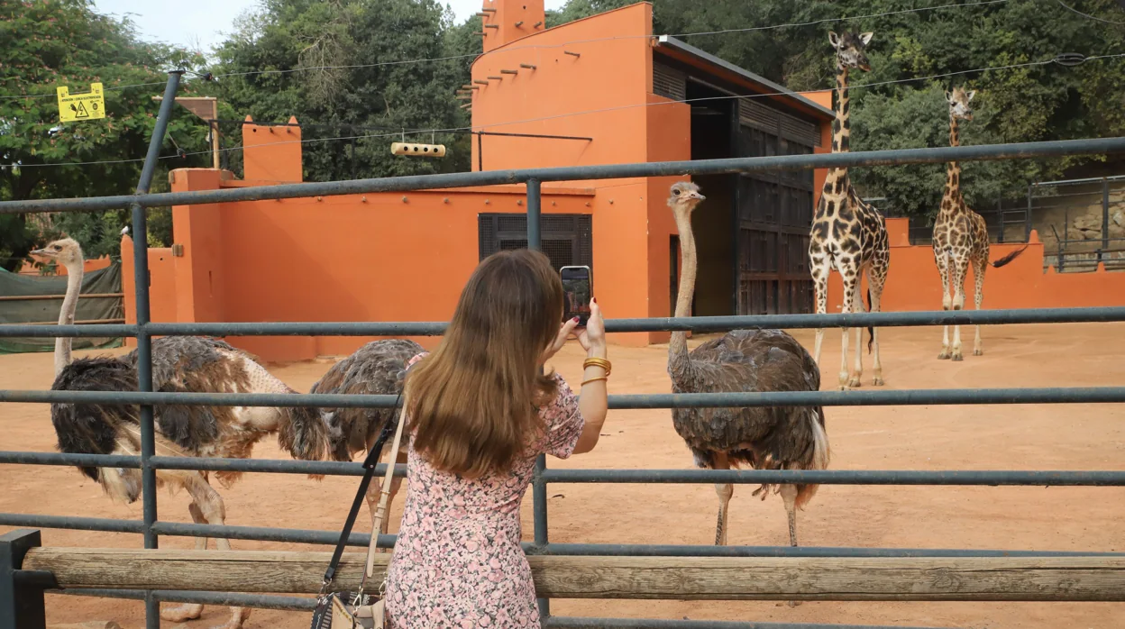 El Zoo de Córdoba reabre, tras tres meses de cierre, y mira ya a la llegada en un año de un rinoceronte