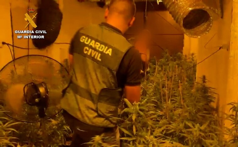 Un detenido tras hallar una plantación de marihuana en una finca entre Almonte y Bollullos