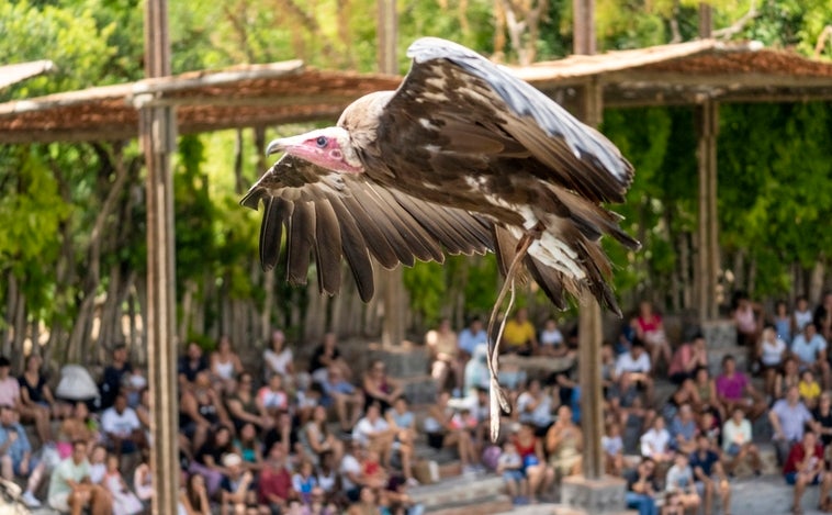 Bioparc Valencia celebra el Día Internacional del Buitre para destacar la necesidad de preservar estas aves en peligro