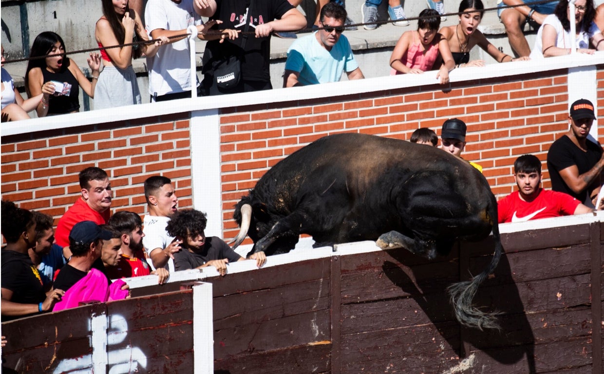 Uno de los toros de Guerrero y Carpintero consigue saltar la barrera de la plaza