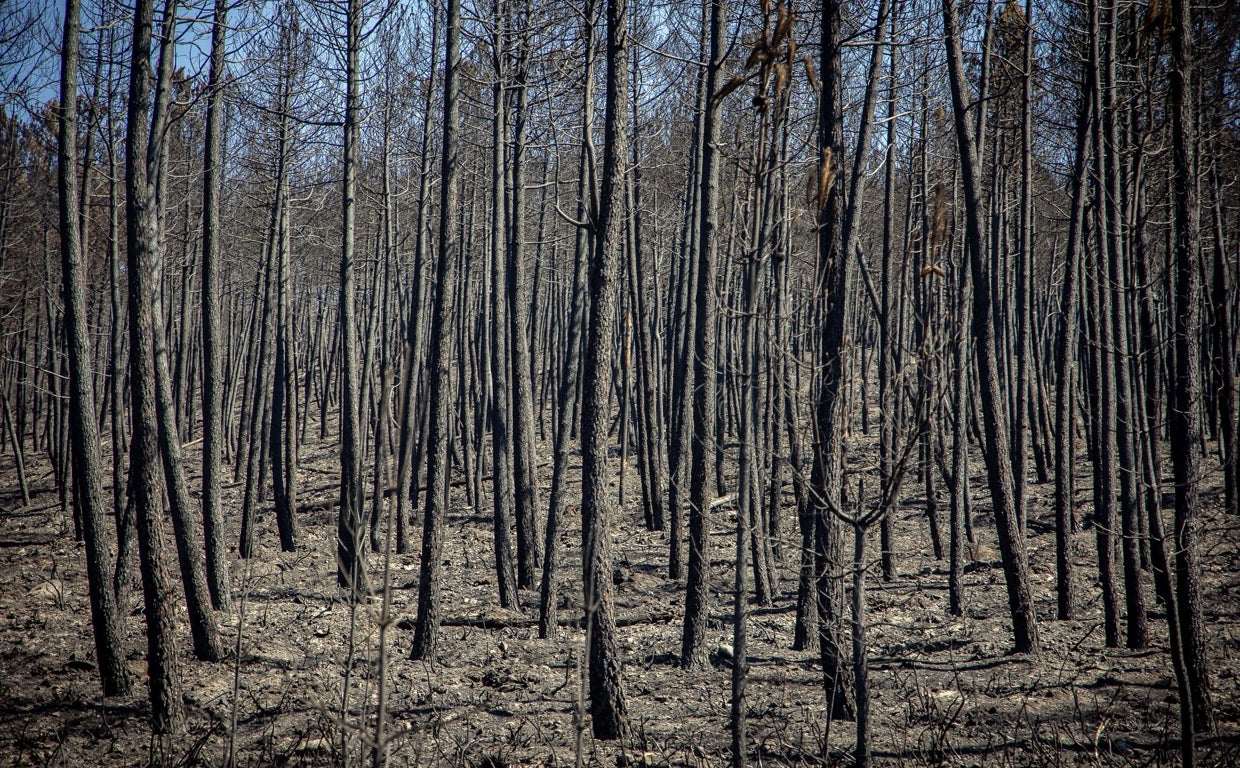 Zona arrasada por el incendio de Monsagro en Salamanca