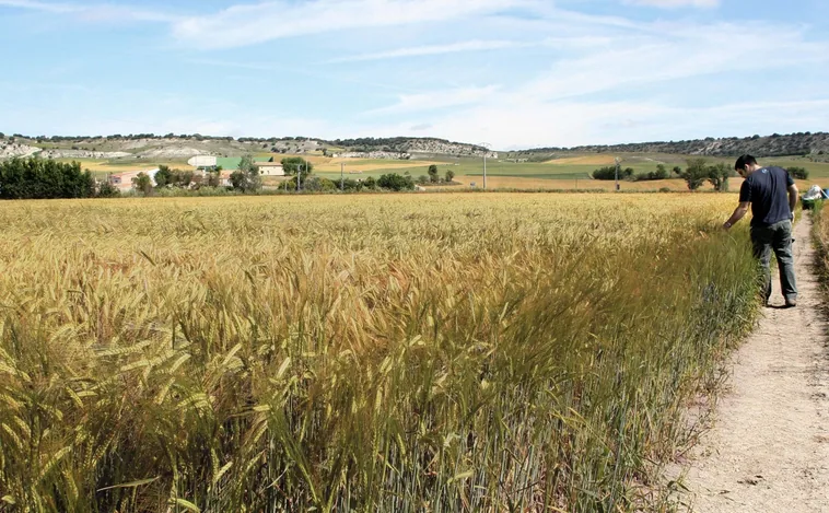 El Itacyl se encargará de 'mapear' los cultivos de toda España con «alto detalle»