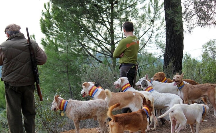 El PSOE del Congreso pide excluir a los perros de caza y rehalas de la Ley de Bienestar Animal