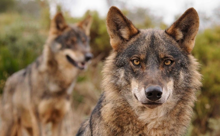 Castilla y León, Asturias, Cantabria y Galicia llevan a la Bruselas su oposición al nuevo estatus del lobo