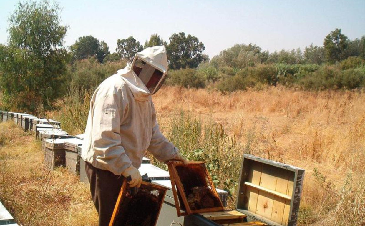 La sequía y el calor reducen un 80% la producción de miel en Córdoba