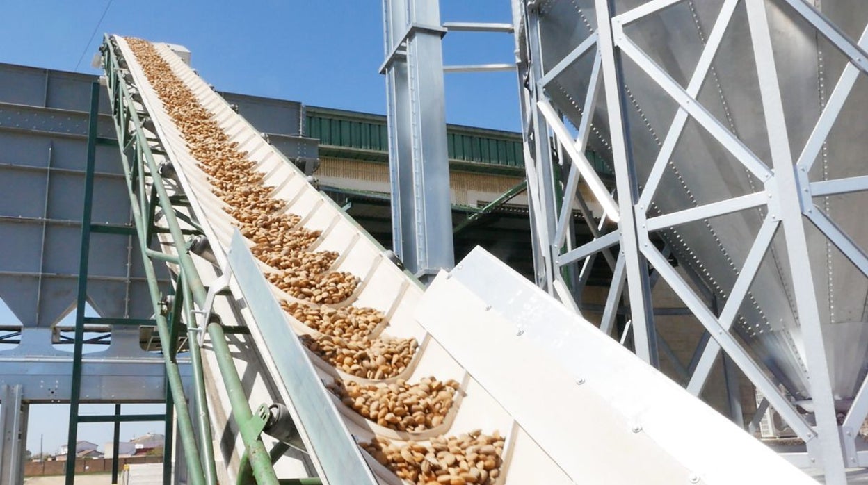 Dcoop arranca su campaña de almendra con la puesta en marcha de su nueva planta de Córdoba