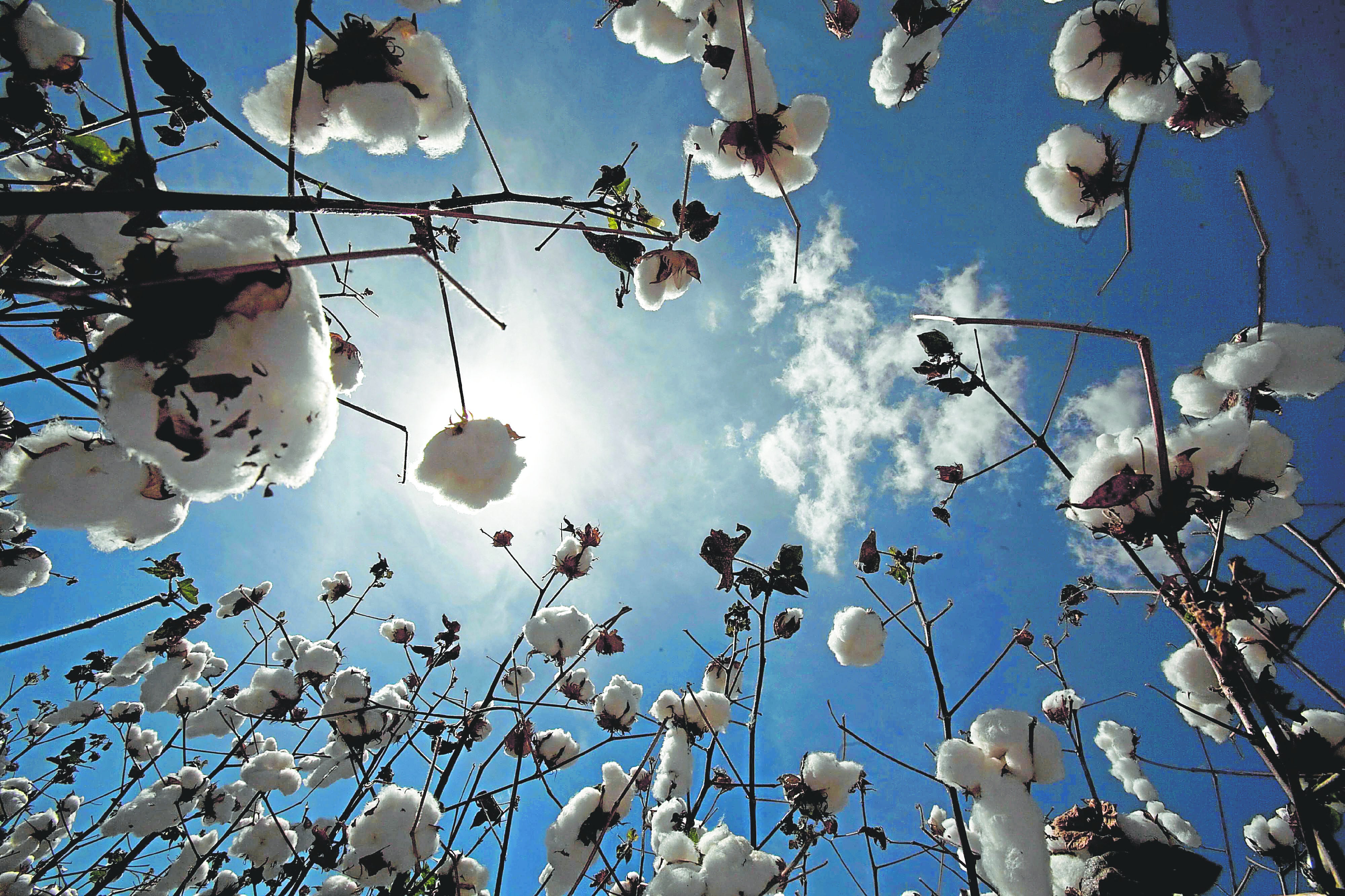 Cultivo de algodón listo para su recolección