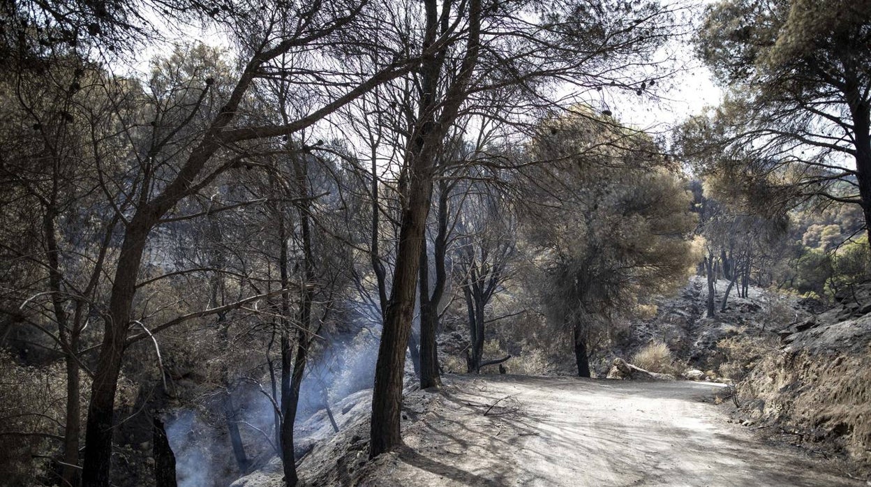 El incendio en Los Guájares devora ya cerca de 5.000 hectáreas